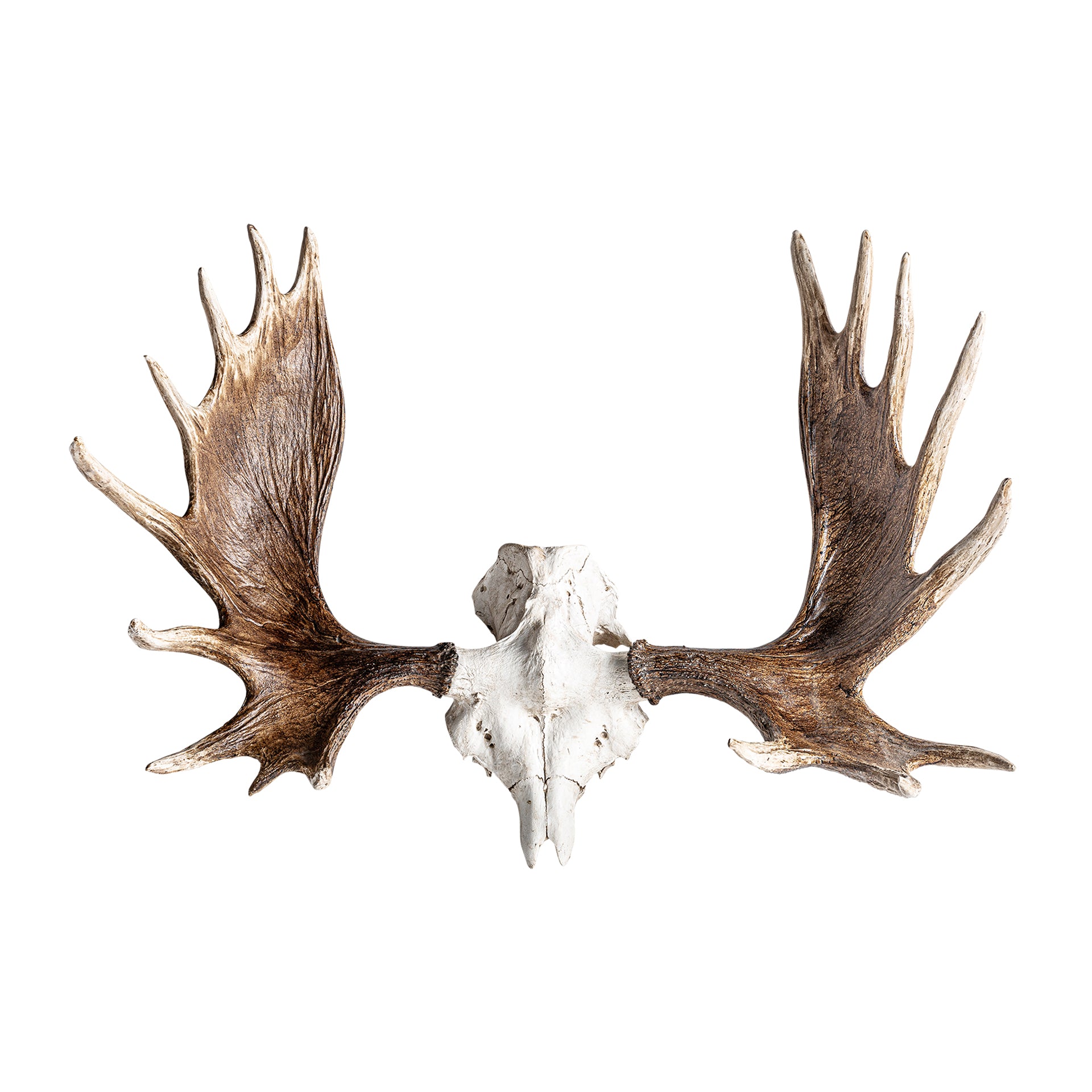 CUERNO CIERVO BUST
