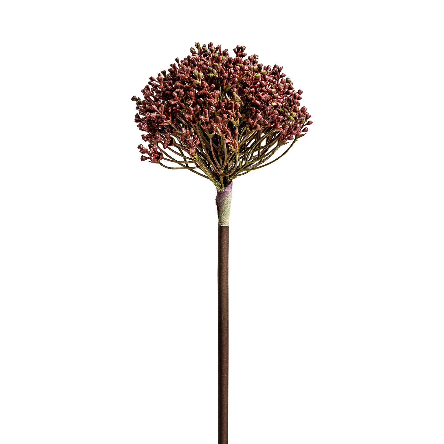 ALLIUM PLANT