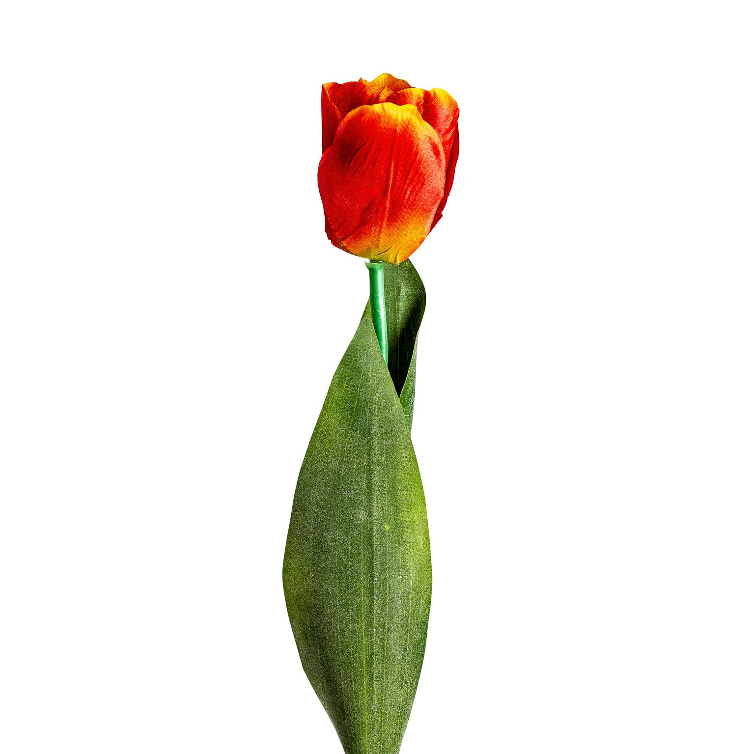 TULIPAN FLOWER