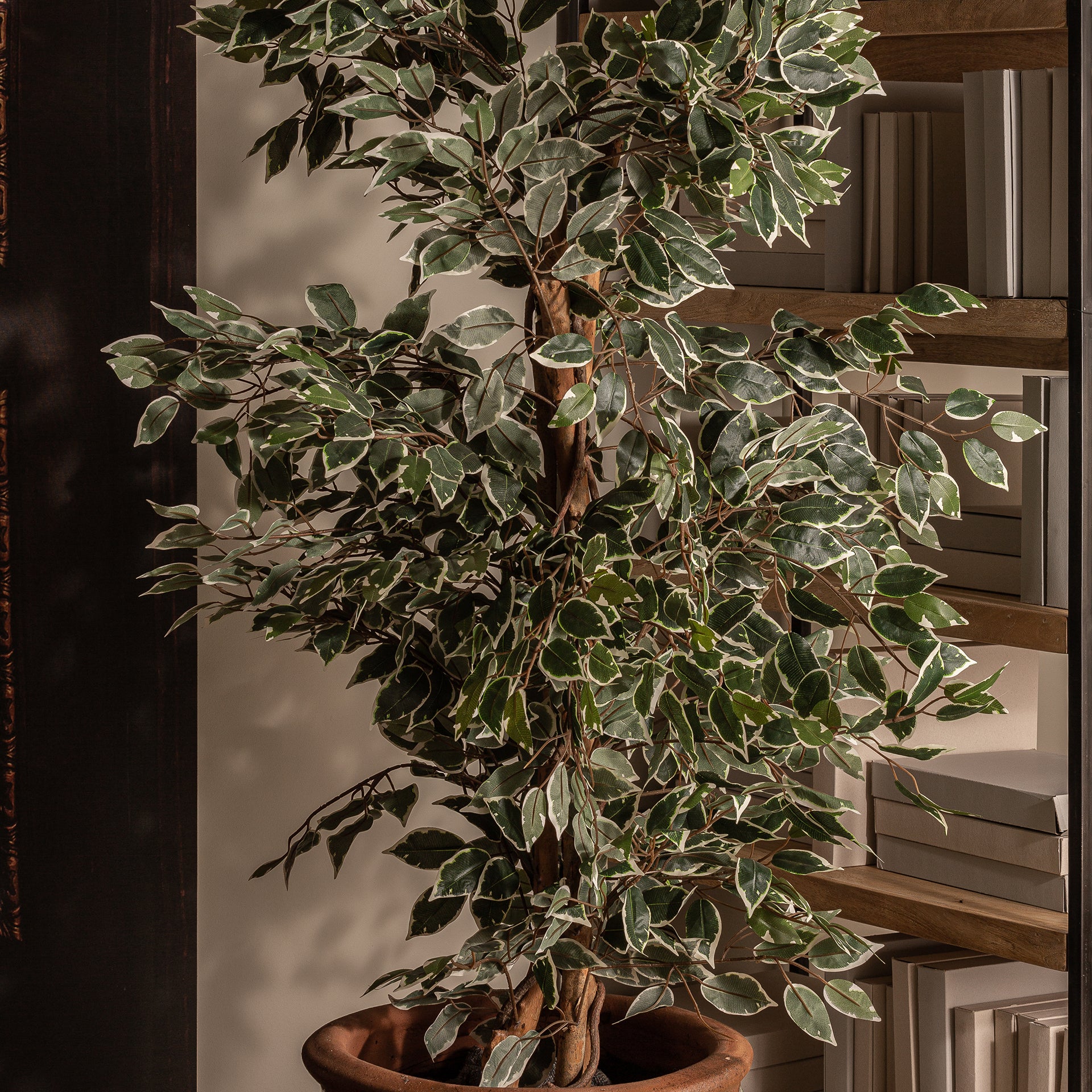 FICUS PLANT
