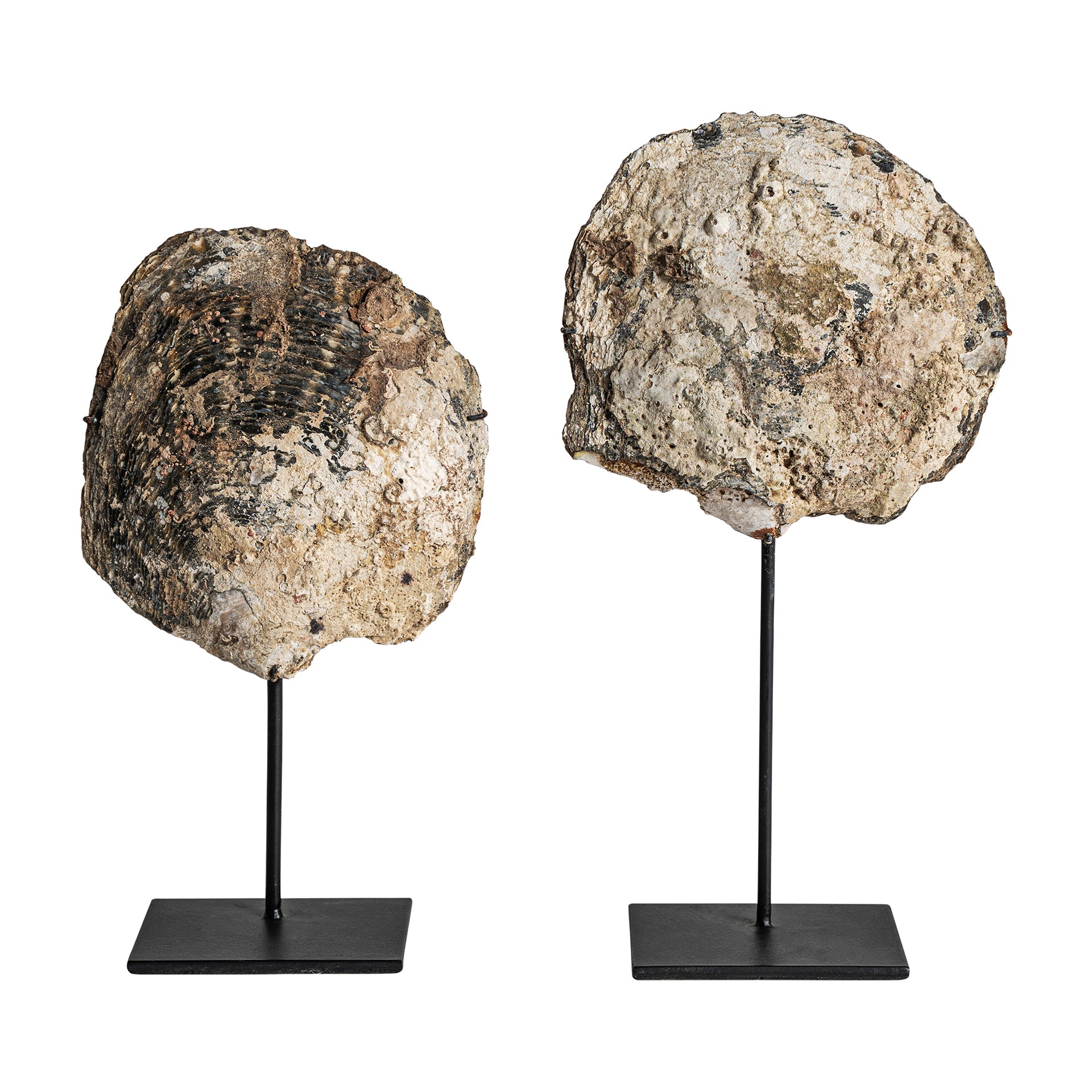 Skulptur Skal Nordic Shell Figure