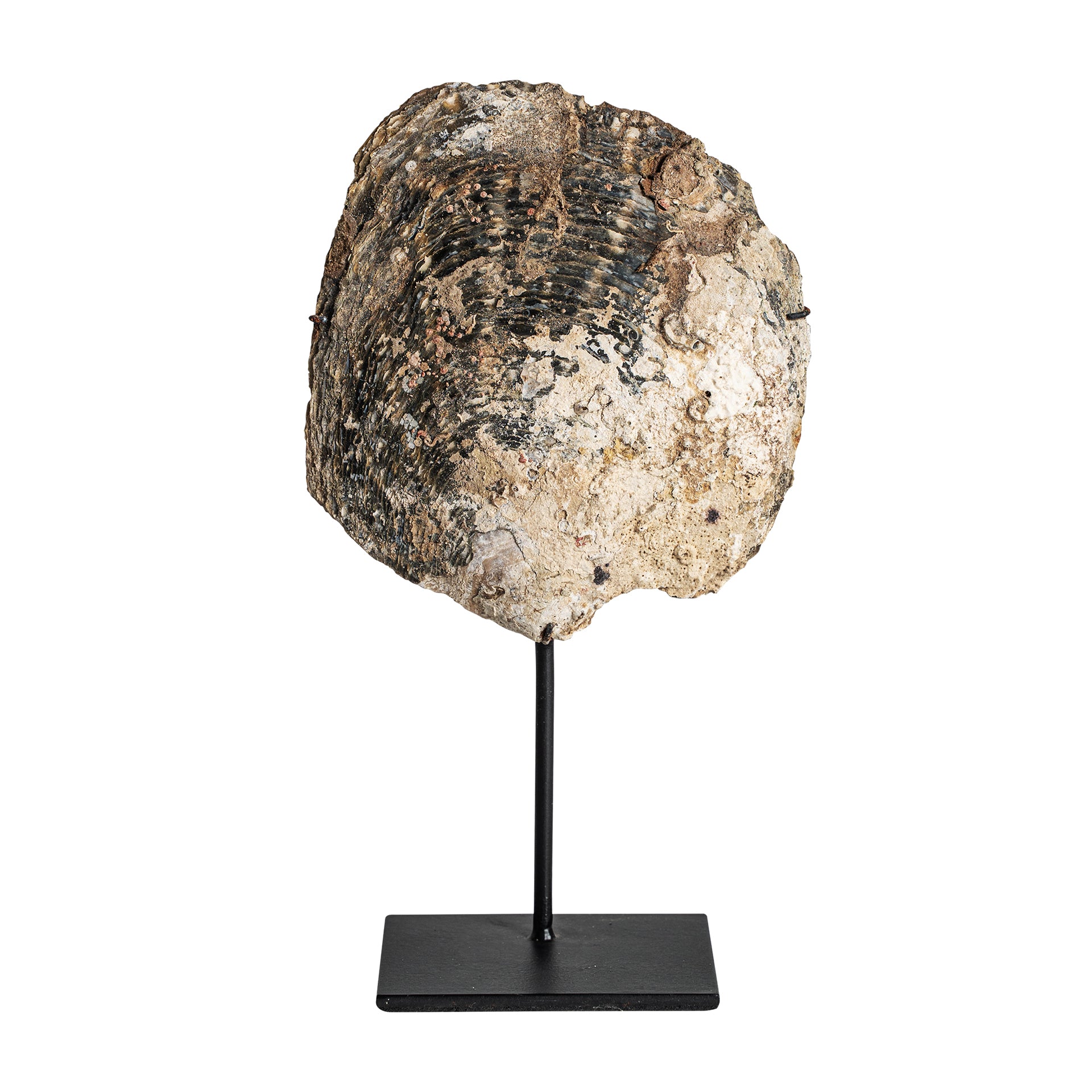 Skulptur Skal Nordic Shell Figure
