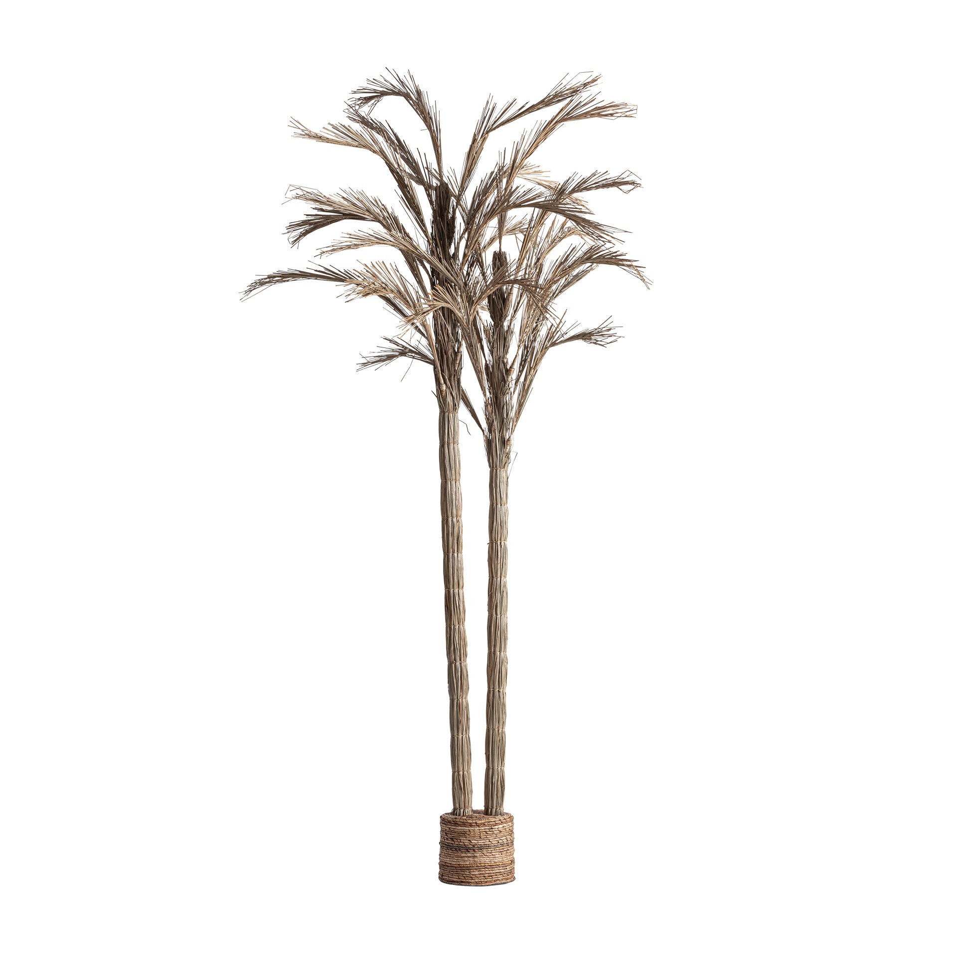 ARECA PLANT