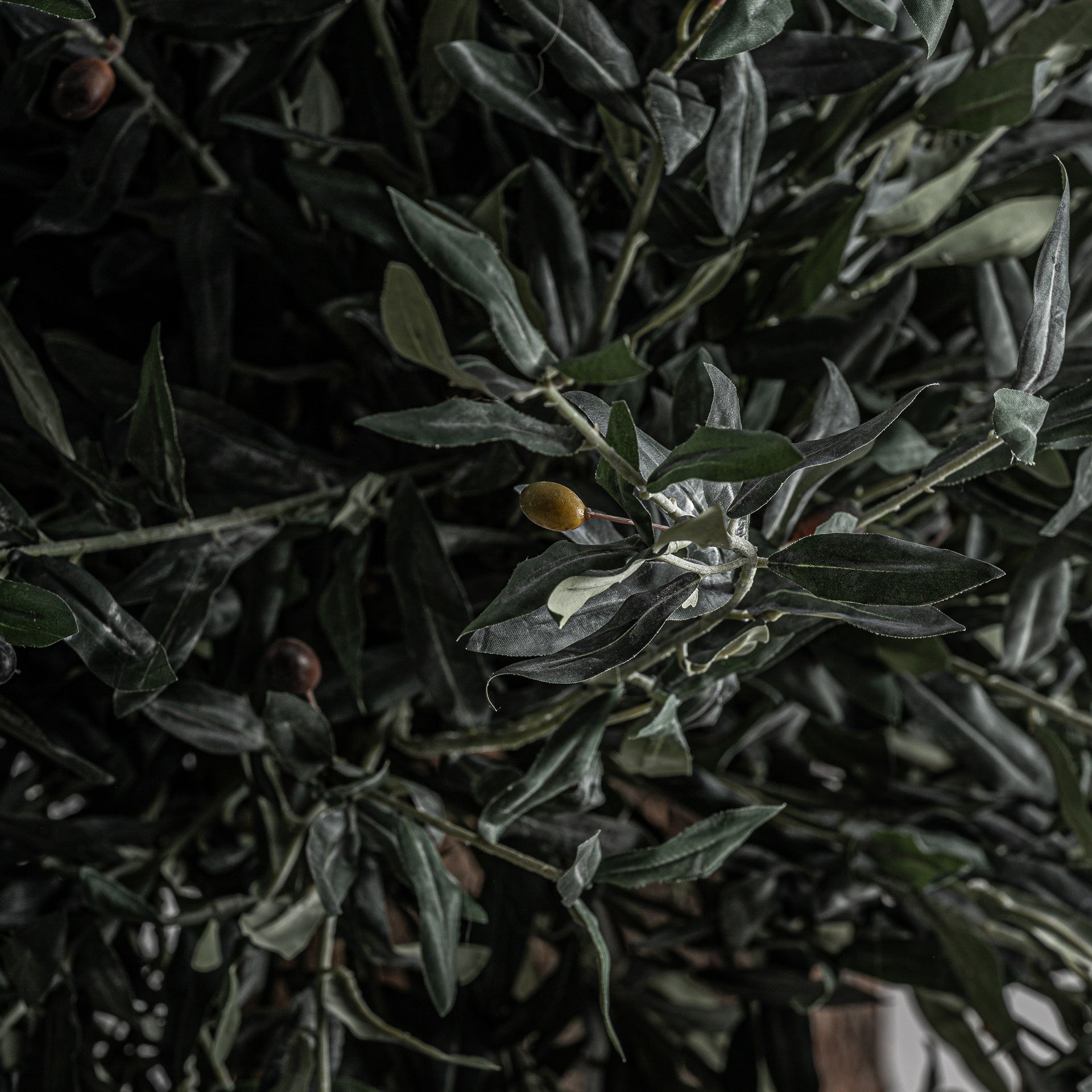 OLIVO PLANT
