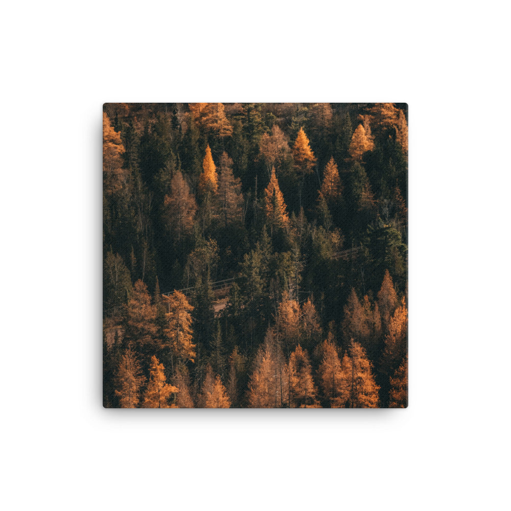October Woods Canvas