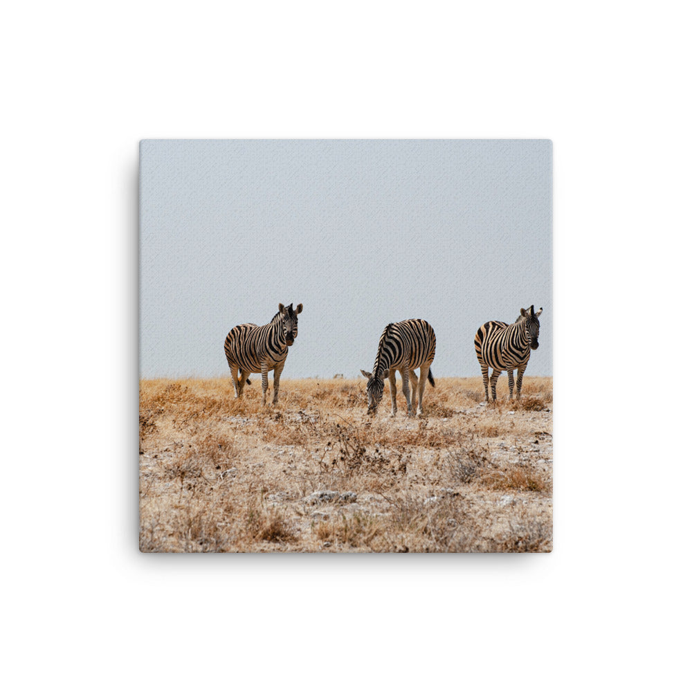 Zebras Canvas