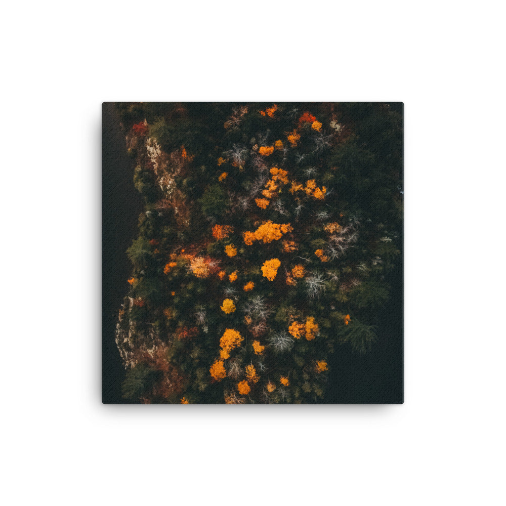 Walk in Forest Canvas