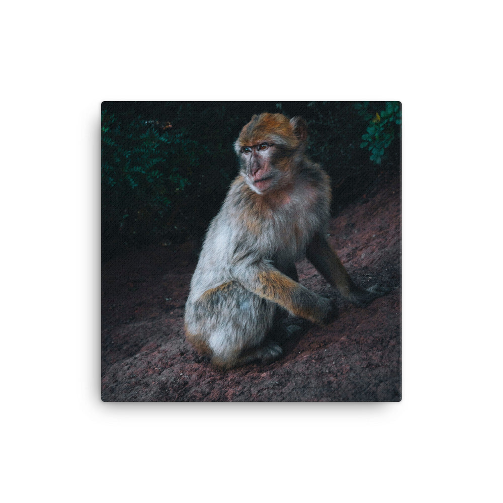 Monkey Canvas