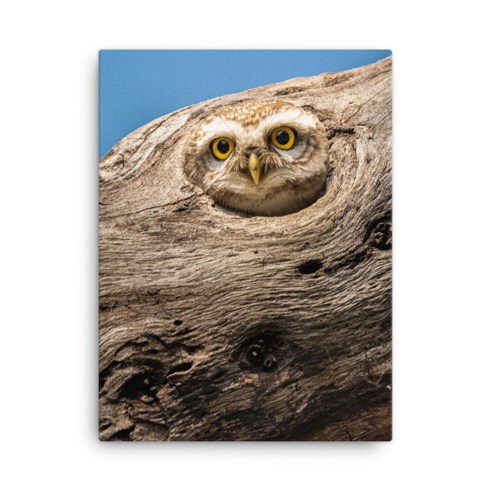 Owl Canvas