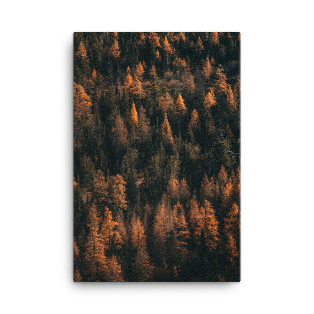 October Woods Canvas