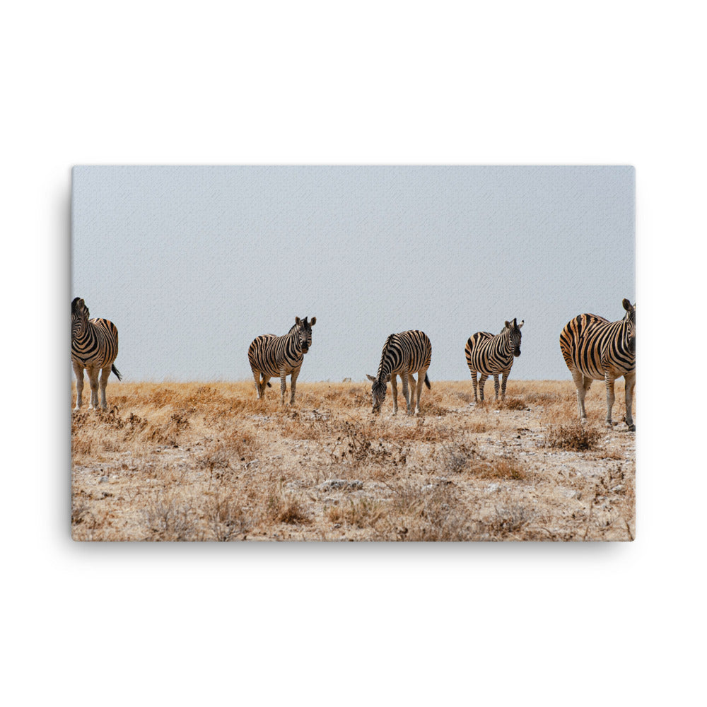 Zebras Canvas